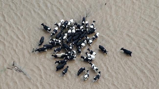 Dairy cows in floodwaters near Beaudesert in Queensland in March. Picture: Nigel Hallett