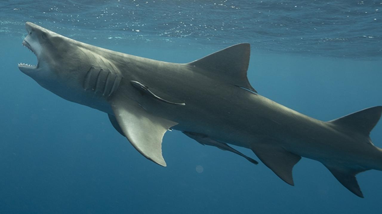 Incredible photos of shark that ‘looks like Donald Trump’ spark social ...