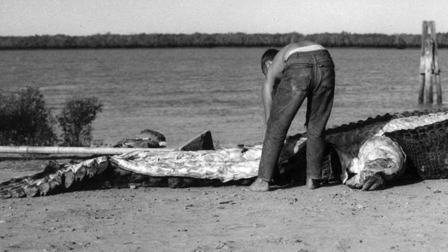 Snap! Crocodile culture ....Hugo Schmidt skinning a crocodile at Port Alma 1963.