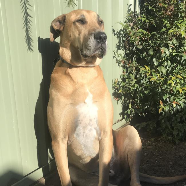 “Nothing like some morning sun to help me decide where I’m going to sleep all day” - Ace, of Picton. Picture: Dane Ottesen