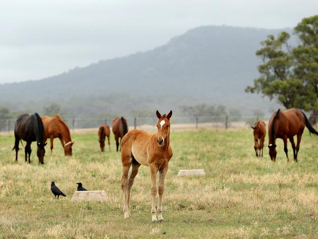 Mares and foals in the paddock of a horse stud near Scone in the Upper Hunter Valley. The area is a mix of wealth, poverty, mining and agriculture. Picture: Troy Snook