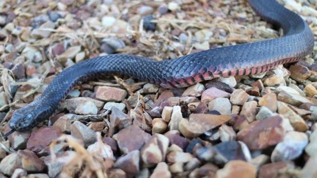 Red-bellied Black snakes lurk in the suburbs. Picture: Mark Pelley