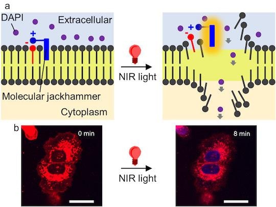 A diagram of how infrared light and a molecular jackhammer can affect a cancer cell. Picture: Ciceron Ayala-Orozco/Rice University