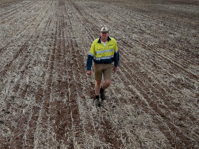 14/06/2017Brad Millsteed in northern wheatbelt at Watheroo on his dry land.WA has had one of the driest period since February on record, with many parts of the wheat belt stretching from Geraldton, west to Southern Cross and  down past Wagin receiving less than 15mm of rain, in what is the crucial planting and germination time for what, canola and lupin crops. Many farmers have sown big farms costing $ms, but have got v little germination and may have one quarter of crops even showing,  surviving on the record summer rains they had. But unless there is good rain in next fortnight, most of the crops will be gone.  Brad Millsteed in northern wheatbelt at Watheroo has a 3200 hectare family farm, and only about 25% of his crop is up. And lupins that have germinated are being eaten by grasshoppers. Very dry. hes not complaining but thinks its going to be a pretty miserable cropping year. ABARES new crop forecasts predict that WA, at best, will come in with a pretty small grain crop in 2017.Pic Colin Murty The Australian