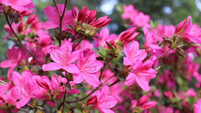 Azaleas or rhododendron are toxic to dogs.