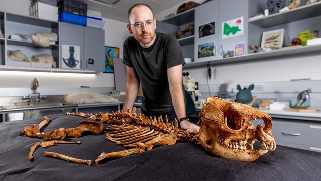 Palaeontologist Tim Ziegler with the fossil skeleton at Museums Victoria Research Institute. Photo by Tim Carrafa. Credit: Museums Victoria