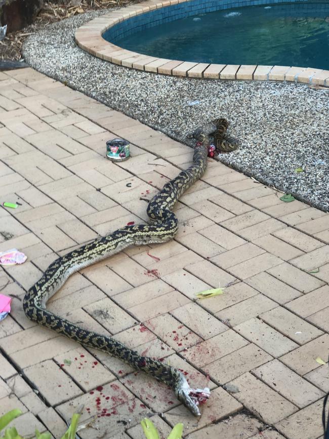 Evan Thompson finally killed the snake with a sledgehammer after it attacked his son. Picture: Evan Thompson