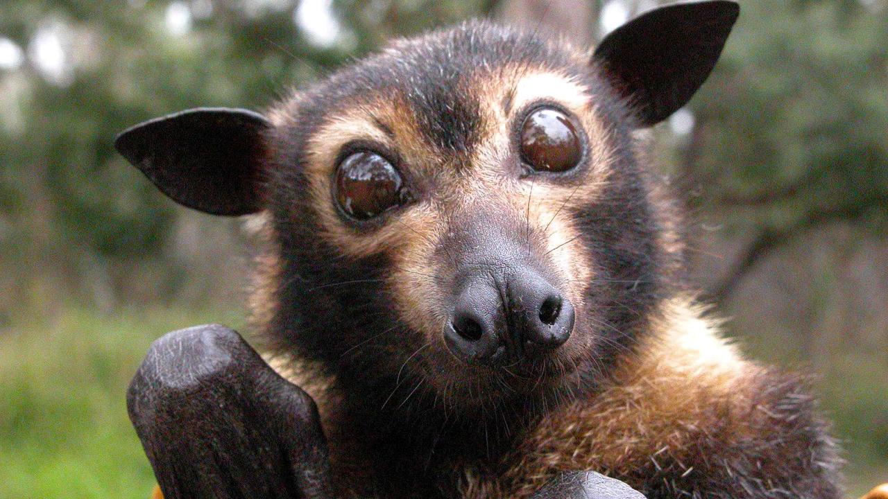 James Cook University scientists will be helping spectacled flying foxes survive heatwaves, after about one third of Australia’s population of the mammals died during hot weather in 2018. JCU’s Professor Susan Laurance will co-lead the project, funded by Australia’s National Environmental Science Program.