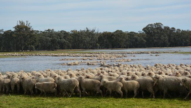 From a collection of personal photographs of the monster flood that hit Louise and Andrew's property in October 2016. The Burges, with the help of friends, had to swim 2000 ewes and lambs to safety. Picture: Louise Burge