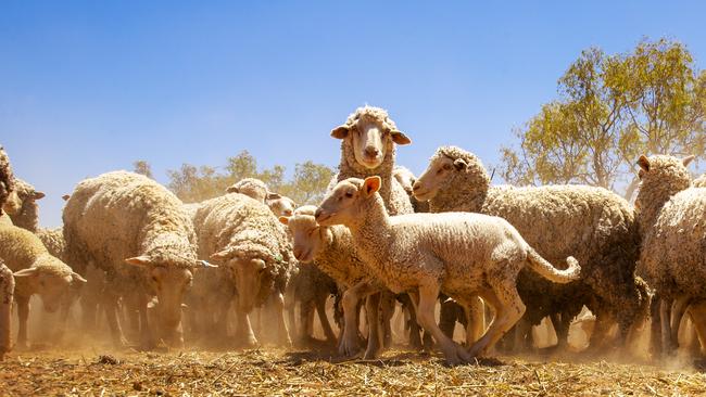 The tough season in parts of southeastern Australia is also taking its toll on wool production.