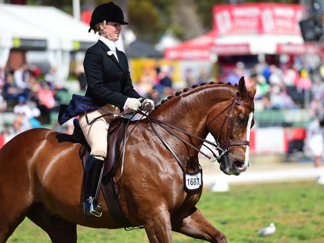 Garryowen winner Shae Hanger riding Chosen One in the ridden workout. Picture: Zoe Phillips