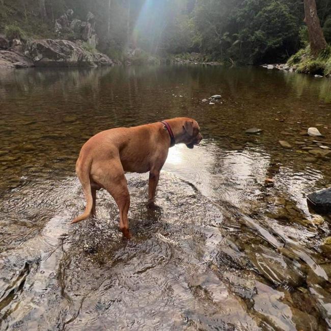 One of the family’s photos of their beloved Koby. Picture: Supplied