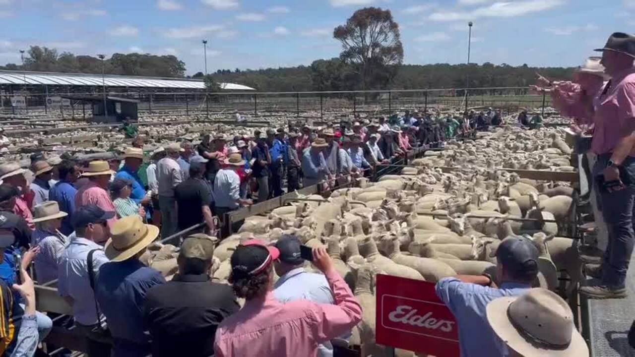 Selling action at Naracoorte, SA