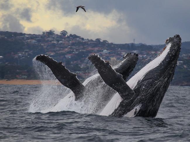 Whale Watching Sydney is seeing about 10-15 whales a day. Picture: Jonas Liebschner/Whale Watching Sydney