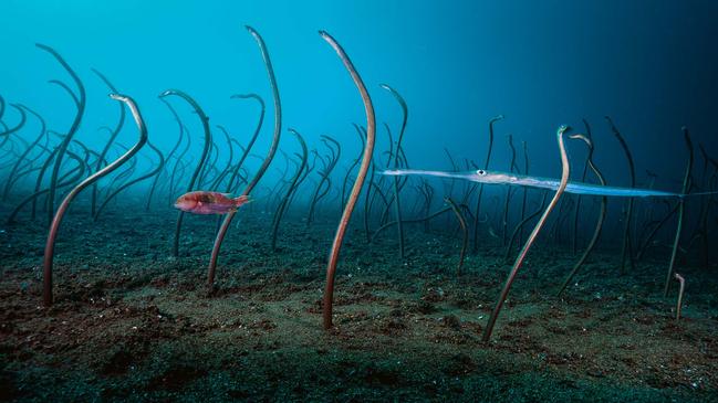 The Garden of Eels, by David Doubilet, USA. Winner, Under Water