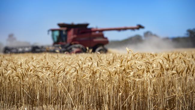 Australian wheat production is forecast to double to about 30 million tonnes this season. Picture: Zoe Phillips