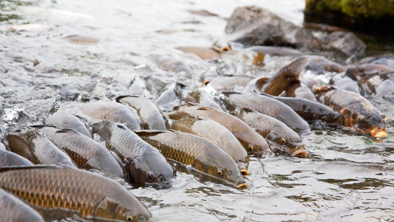 Asian carp fish given rebrand by animal services over racist concerns ...