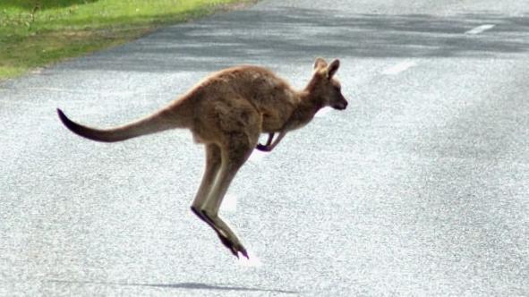 The man hit a kangaroo near the Tingira St Water Police base.
