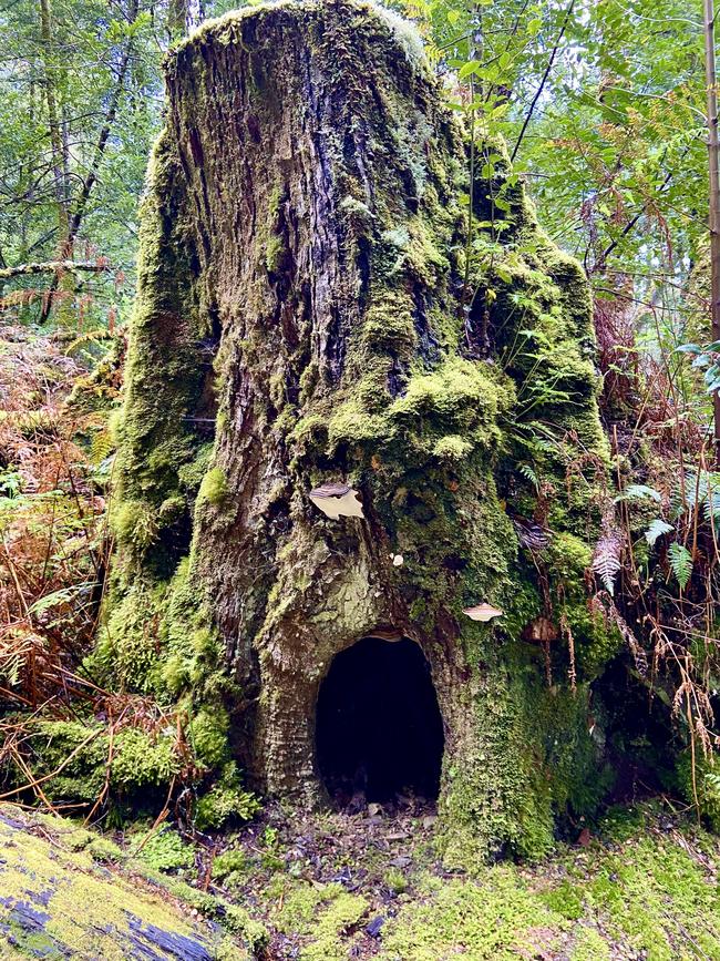 Part of the trail that leads to Philosopher Falls on Tasmania's north-west coast, where Ms Cremer went missing.