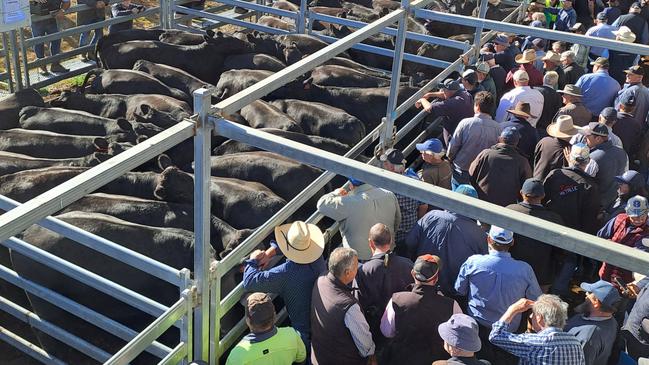 Ballarat cattle sale Feb 16 2024. Opening run of heavy steers. Picture: Jenny Kelly