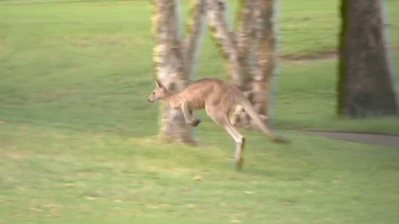 Gold Coast golfer attacked by kangaroo