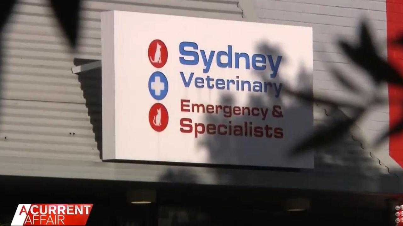 Sydney Veterinary Emergency 7 Specialists in Rosebery, where Matisse was treated. Picture: A Current Affair