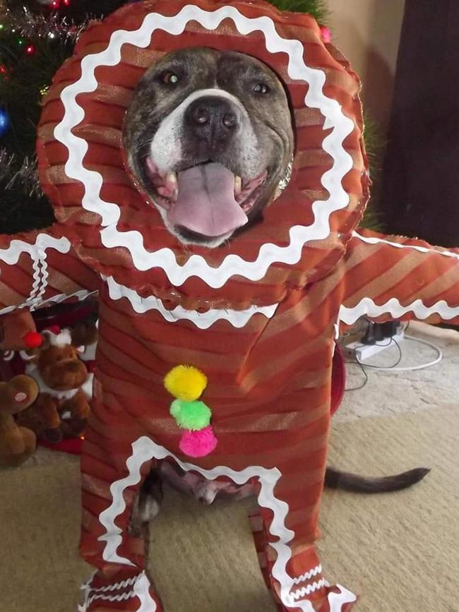 Run, run, fast but you can’t keep up, with Zane the gingerbread pup! Picture: Michelke Hymas