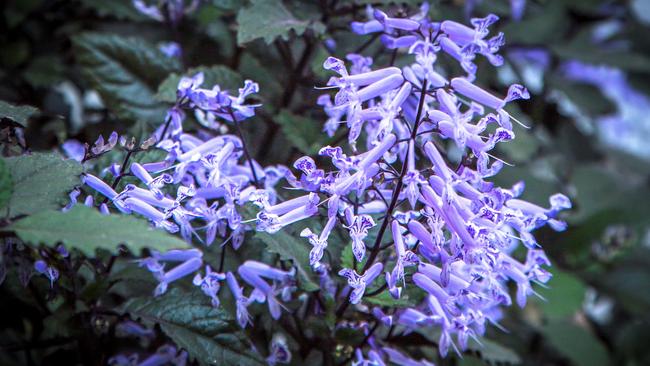 Blast of colour: Plectranthus Mona Lavender can be an option for shadier spots in the garden. Picture: Plants Management Australia