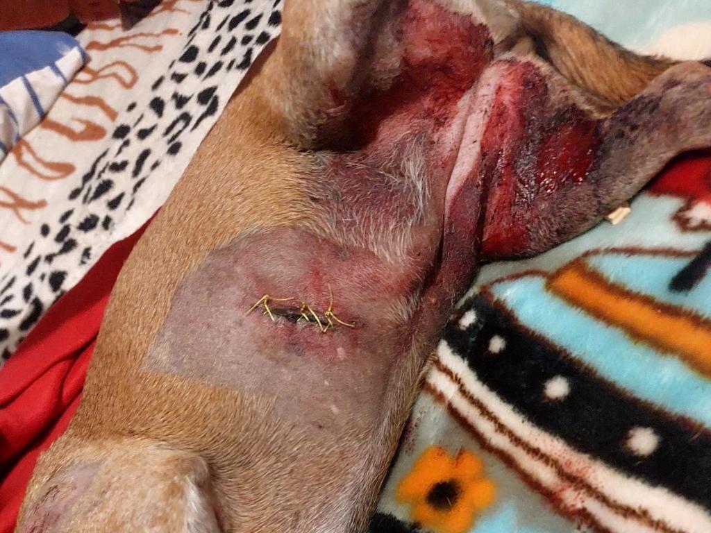 Lilly's injuries have left her in a serious condition. Picture: Supplied