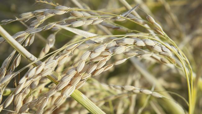 Rice near Leeton in the Riverina, NSW.