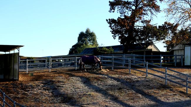 A horse at the property where the girl died. PICTURE: John Grainger