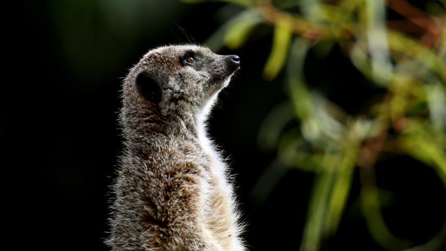 To what family of animals does the meerkat belong? Pit your wits against Review’s resident Quizmaster. Picture: AAP