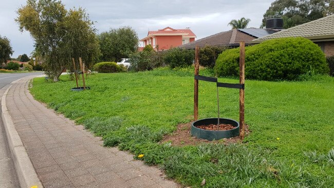 Trees planted on Emmerson Drive in Morphett Vale by Onkaparinga Council. Picture: Colin James