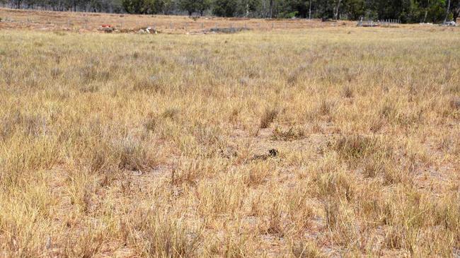 The best of the grass on a droughted property west of Warwick. Picture: Gerard Walsh