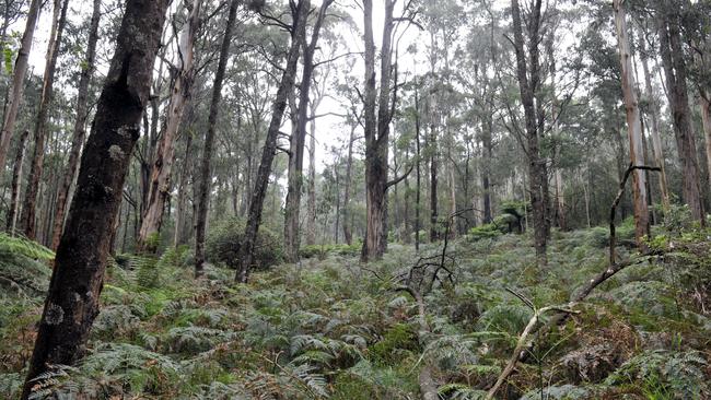 People living in the Dandenongs are urged to have their fire plan ready.