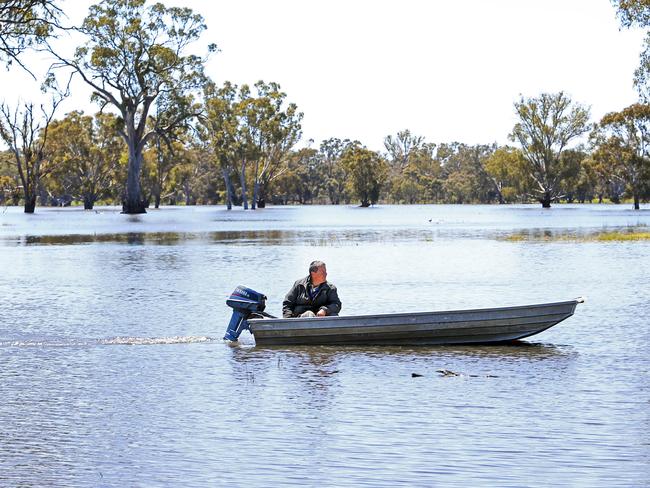 13/10/2016 Farmer Rob Locke in a flooded livestock paddock on his property near Tocumwal on the Murray River where he grows wheat, canola and beef. Aaron Francis/The Australian