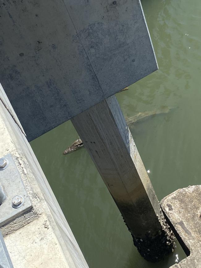 Crocodile spotted on lingering underneath Mowbray River Bridge after a witness saw someone feed the crocodiles chicken meat. Picture: Nicolas Lubitz