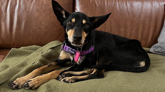 Bear has now found a “loving new home” with his foster family and weighs close to double his weight at seizure. Picture: RSPCA