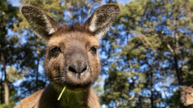 The Kyabram Fauna Park will become the state’s fourth zoo. Supplied: Zoos Victoria