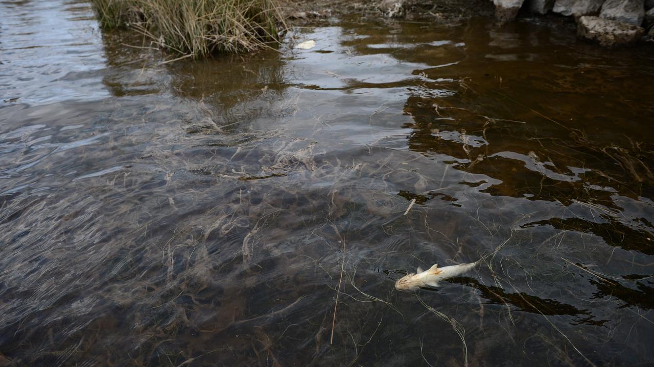 Fish killed in Anglesea River in 2016. Picture: Mitch Bear