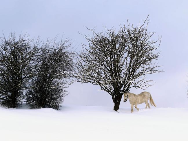 A horse walks through deep snow on its paddock near Ruderatshofen, southern Germany, on January 15, 2017. Picture: AFP