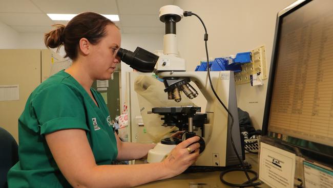 Vet nurse Ana Jackson at work on the microscope. Picture Glenn Hampson