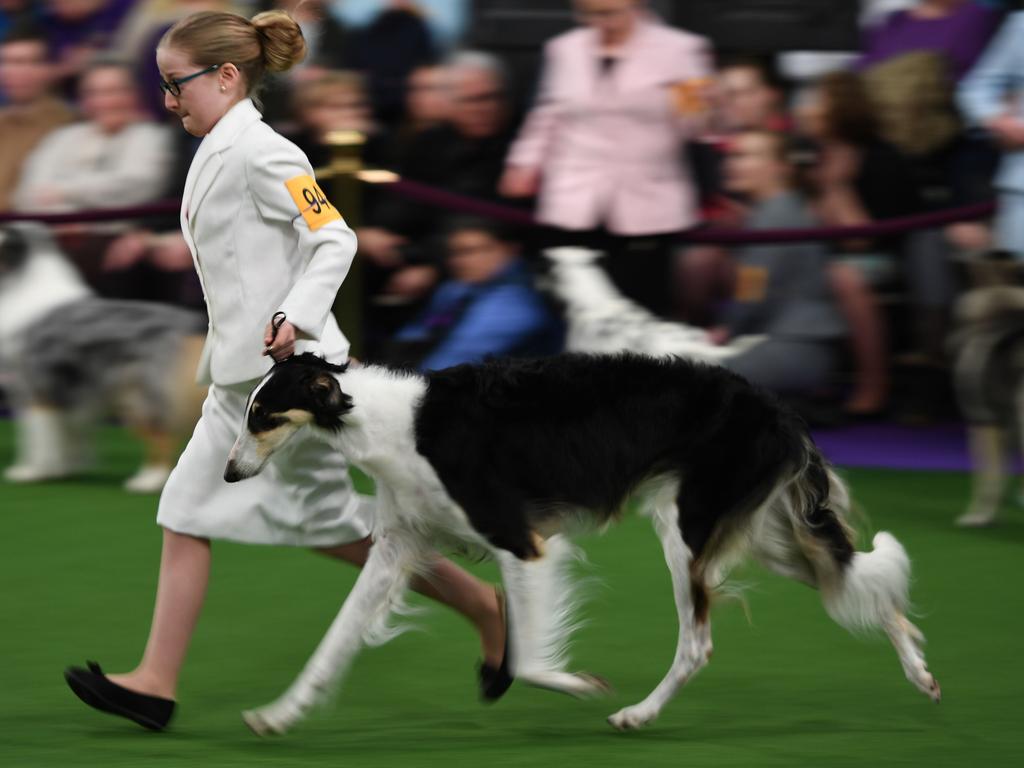 Handlers in the Junior Showmanship Preliminaries in the judging area during Day One of competition at the Westminster Kennel Club 142nd Annual Dog Show in New York on February 12, 2018. Picture: AFP