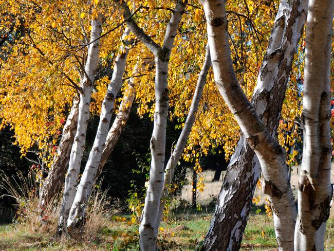 Birch trees release a lot of pollen which can cause hayfever.