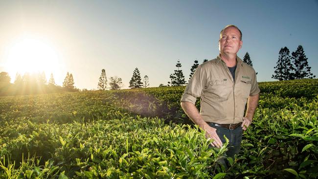 Nerada Tea plantation manager Tony Poyner amongst the tea plants where he has worked for 33 years. Picture: Brian Cassey