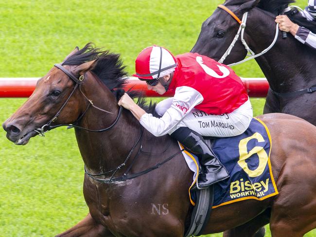 Can repeat: Southern Lad salutes at Royal Randwick on January 11.