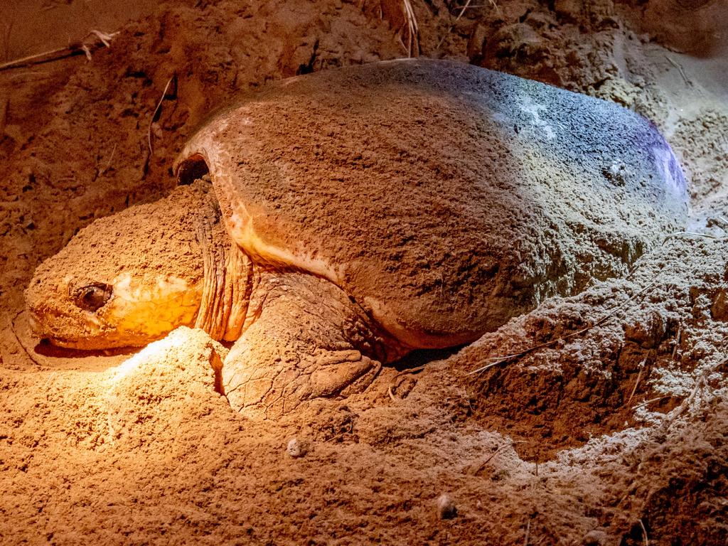 A loggerhead turtle laying eggs in the sand dunes at Mon Repos near Bundaberg