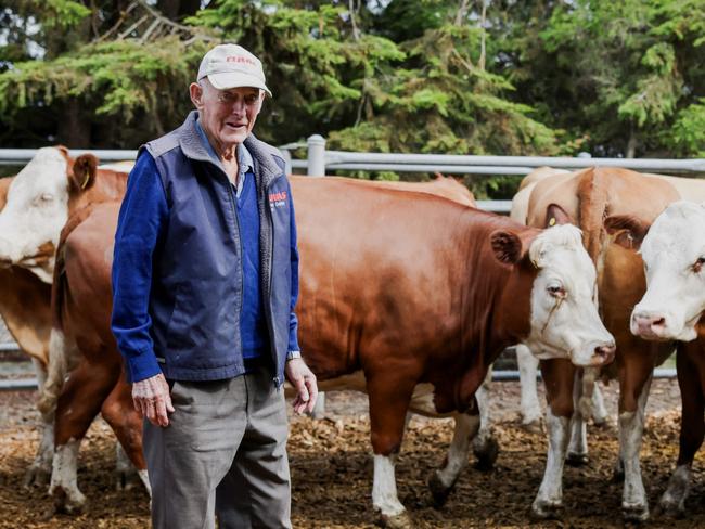 Graeme Smith, Irrewarra Simmentals selling at the Colac cattle sale last week.Picture: Nicole Cleary