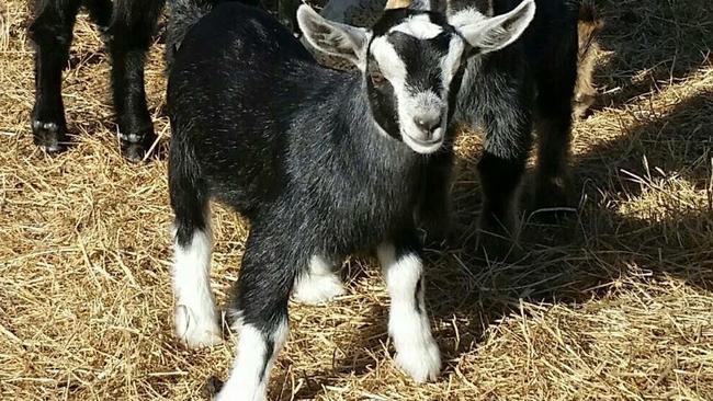 Irresistible: Pygmy goats are bred as companion animals and bond to their owners like a cat or a dog.