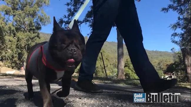 Honeybear the blind dog